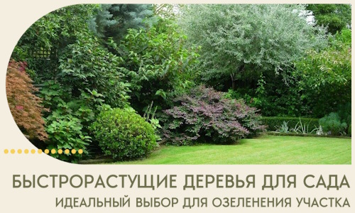 Быстрорастущие деревья для сада идеальный выбор в Екатеринбурге